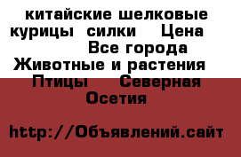 китайские шелковые курицы (силки) › Цена ­ 2 500 - Все города Животные и растения » Птицы   . Северная Осетия